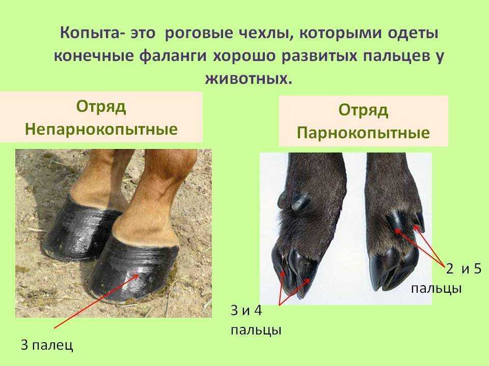 Копыта: что это такое, строение и анатомия копыт у лошади, фото