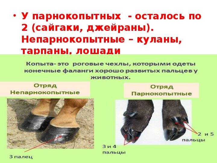 Банник с копытами » страшные истории