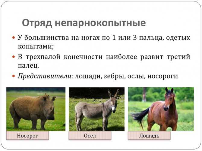 Сатиры — рогатые и козлоногие персонажи греческой мифологии